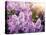 Close-Up Beautiful Lilac Flowers with the Leaves-Leonid Tit-Stretched Canvas