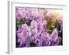 Close-Up Beautiful Lilac Flowers with the Leaves-Leonid Tit-Framed Premium Photographic Print