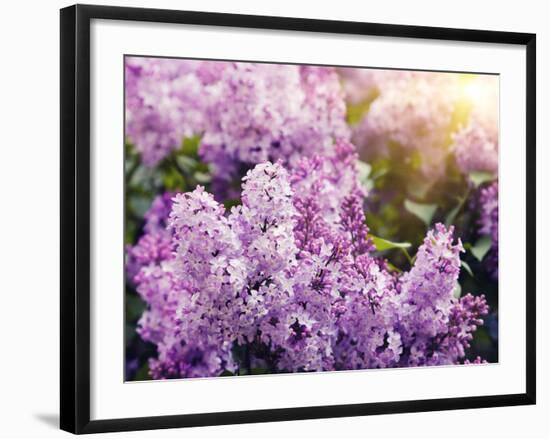 Close-Up Beautiful Lilac Flowers with the Leaves-Leonid Tit-Framed Premium Photographic Print