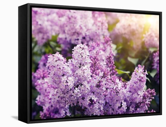 Close-Up Beautiful Lilac Flowers with the Leaves-Leonid Tit-Framed Stretched Canvas