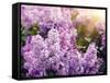 Close-Up Beautiful Lilac Flowers with the Leaves-Leonid Tit-Framed Stretched Canvas