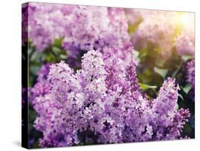 Close-Up Beautiful Lilac Flowers with the Leaves-Leonid Tit-Stretched Canvas
