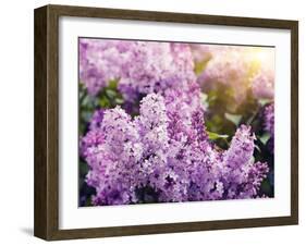 Close-Up Beautiful Lilac Flowers with the Leaves-Leonid Tit-Framed Photographic Print