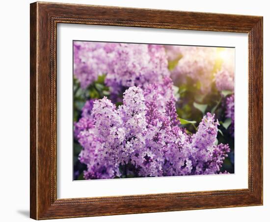 Close-Up Beautiful Lilac Flowers with the Leaves-Leonid Tit-Framed Photographic Print