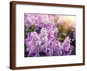 Close-Up Beautiful Lilac Flowers with the Leaves-Leonid Tit-Framed Photographic Print