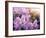 Close-Up Beautiful Lilac Flowers with the Leaves-Leonid Tit-Framed Photographic Print