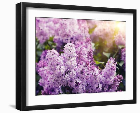 Close-Up Beautiful Lilac Flowers with the Leaves-Leonid Tit-Framed Photographic Print