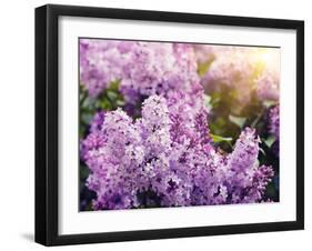 Close-Up Beautiful Lilac Flowers with the Leaves-Leonid Tit-Framed Photographic Print