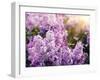 Close-Up Beautiful Lilac Flowers with the Leaves-Leonid Tit-Framed Photographic Print