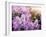 Close-Up Beautiful Lilac Flowers with the Leaves-Leonid Tit-Framed Photographic Print