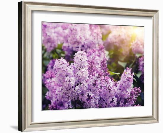 Close-Up Beautiful Lilac Flowers with the Leaves-Leonid Tit-Framed Photographic Print