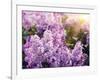 Close-Up Beautiful Lilac Flowers with the Leaves-Leonid Tit-Framed Photographic Print