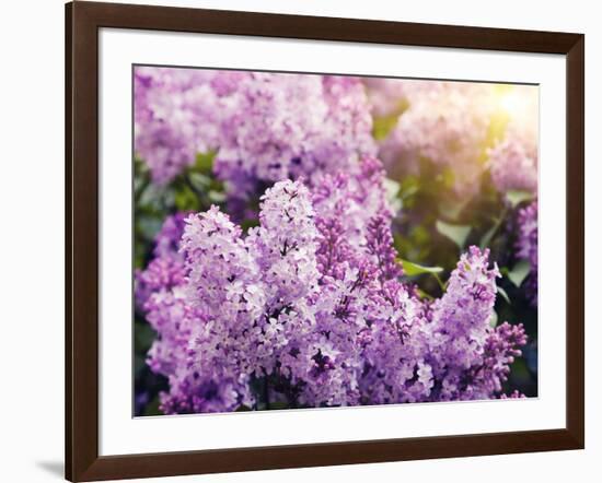 Close-Up Beautiful Lilac Flowers with the Leaves-Leonid Tit-Framed Photographic Print