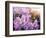 Close-Up Beautiful Lilac Flowers with the Leaves-Leonid Tit-Framed Photographic Print