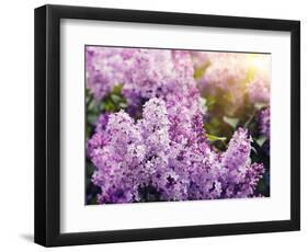 Close-Up Beautiful Lilac Flowers with the Leaves-Leonid Tit-Framed Photographic Print