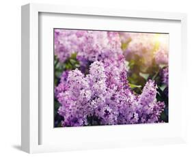 Close-Up Beautiful Lilac Flowers with the Leaves-Leonid Tit-Framed Photographic Print