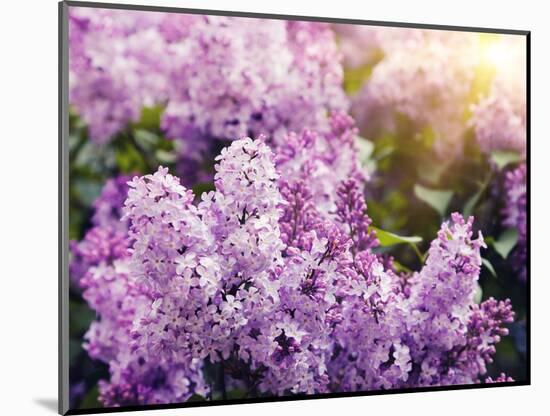 Close-Up Beautiful Lilac Flowers with the Leaves-Leonid Tit-Mounted Photographic Print