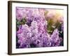 Close-Up Beautiful Lilac Flowers with the Leaves-Leonid Tit-Framed Photographic Print