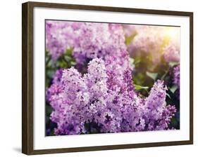 Close-Up Beautiful Lilac Flowers with the Leaves-Leonid Tit-Framed Photographic Print