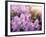 Close-Up Beautiful Lilac Flowers with the Leaves-Leonid Tit-Framed Photographic Print