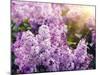 Close-Up Beautiful Lilac Flowers with the Leaves-Leonid Tit-Mounted Photographic Print
