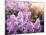 Close-Up Beautiful Lilac Flowers with the Leaves-Leonid Tit-Mounted Photographic Print