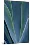 Close-up blue green agave leaves-Darrell Gulin-Mounted Photographic Print