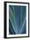 Close-up blue green agave leaves-Darrell Gulin-Framed Photographic Print