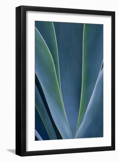 Close-up blue green agave leaves-Darrell Gulin-Framed Photographic Print