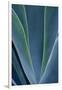 Close-up blue green agave leaves-Darrell Gulin-Framed Photographic Print