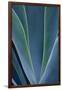 Close-up blue green agave leaves-Darrell Gulin-Framed Photographic Print