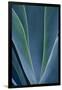 Close-up blue green agave leaves-Darrell Gulin-Framed Photographic Print