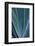 Close-up blue green agave leaves-Darrell Gulin-Framed Photographic Print