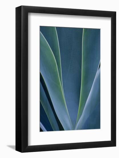 Close-up blue green agave leaves-Darrell Gulin-Framed Photographic Print