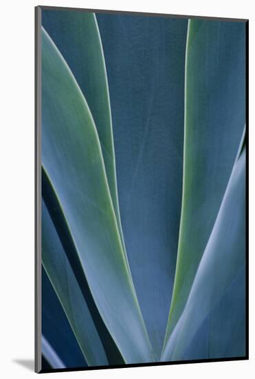 Close-up blue green agave leaves-Darrell Gulin-Mounted Photographic Print