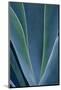 Close-up blue green agave leaves-Darrell Gulin-Mounted Photographic Print