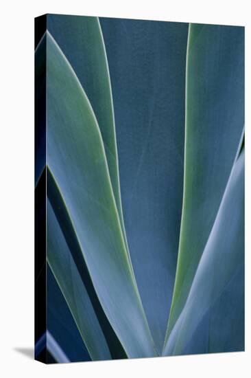 Close-up blue green agave leaves-Darrell Gulin-Stretched Canvas