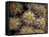 Close-up Cactus, Joshua Tree National Park, California, USA-Janell Davidson-Framed Stretched Canvas