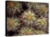 Close-up Cactus, Joshua Tree National Park, California, USA-Janell Davidson-Stretched Canvas