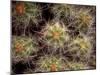 Close-up Cactus, Joshua Tree National Park, California, USA-Janell Davidson-Mounted Photographic Print