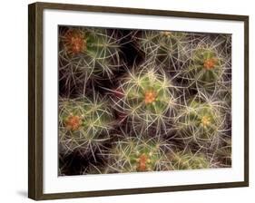 Close-up Cactus, Joshua Tree National Park, California, USA-Janell Davidson-Framed Photographic Print