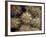 Close-up Cactus, Joshua Tree National Park, California, USA-Janell Davidson-Framed Photographic Print