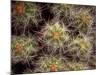 Close-up Cactus, Joshua Tree National Park, California, USA-Janell Davidson-Mounted Photographic Print