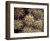 Close-up Cactus, Joshua Tree National Park, California, USA-Janell Davidson-Framed Photographic Print