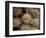 Close-up Cactus, Joshua Tree National Park, California, USA-Janell Davidson-Framed Photographic Print