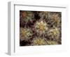 Close-up Cactus, Joshua Tree National Park, California, USA-Janell Davidson-Framed Photographic Print