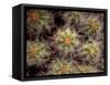 Close-up Cactus, Joshua Tree National Park, California, USA-Janell Davidson-Framed Stretched Canvas