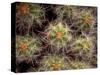 Close-up Cactus, Joshua Tree National Park, California, USA-Janell Davidson-Stretched Canvas