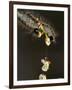 Close-Up Catepillar, Eating Flower-Gordon Semmens-Framed Photographic Print