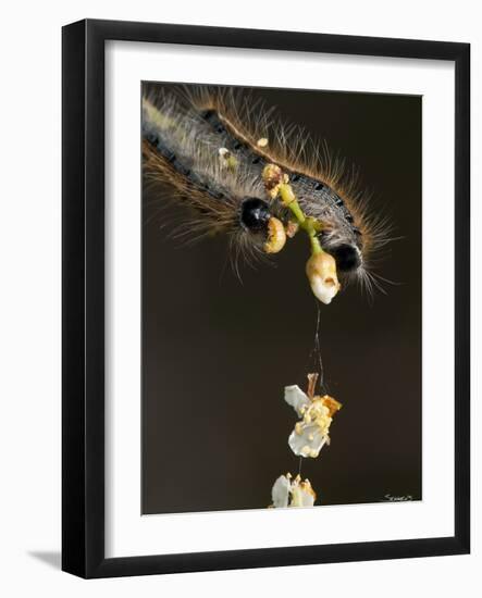Close-Up Catepillar, Eating Flower-Gordon Semmens-Framed Photographic Print